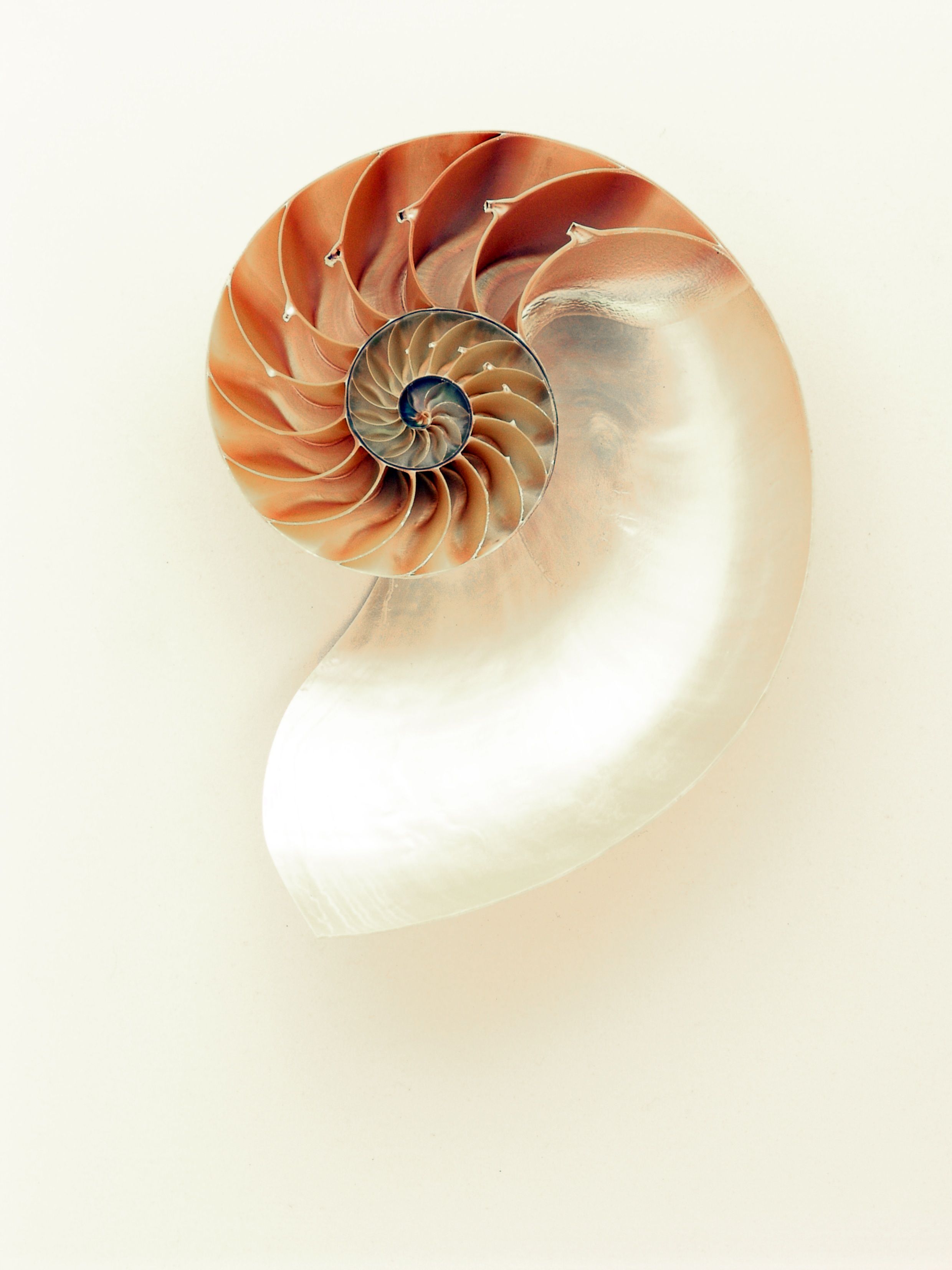 Natural nautilus